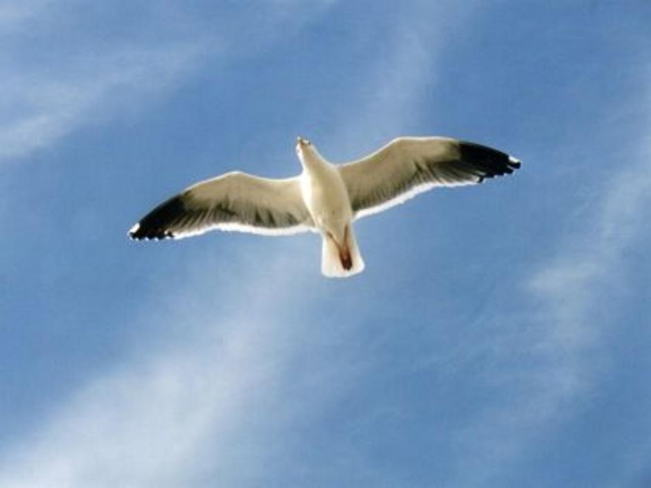 seagull of freedom