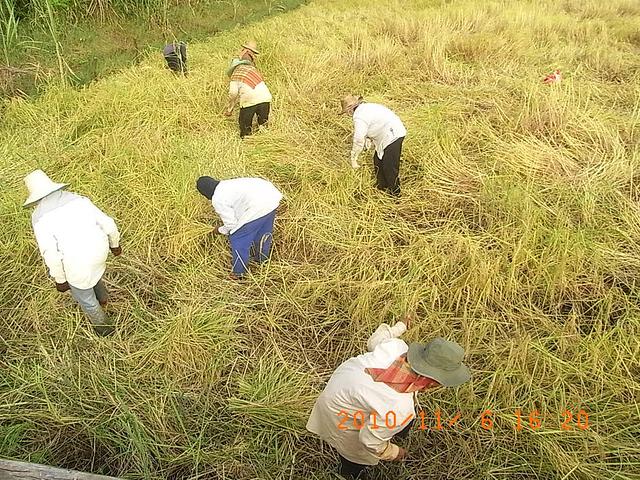 Large_plot2harvest