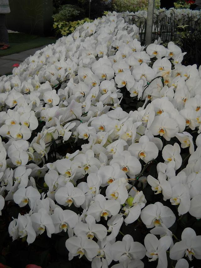 Large_dscn6103