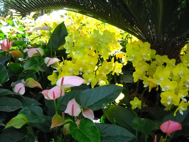 Large_dscn6115
