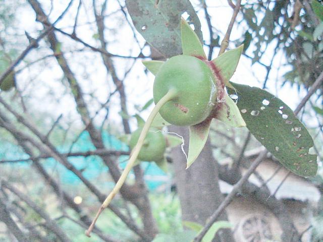 Large_3v