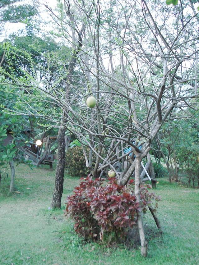Large_3i