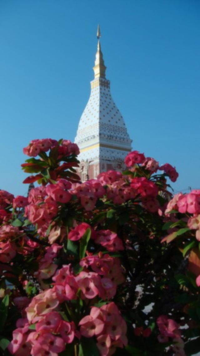 Large_dsc05278