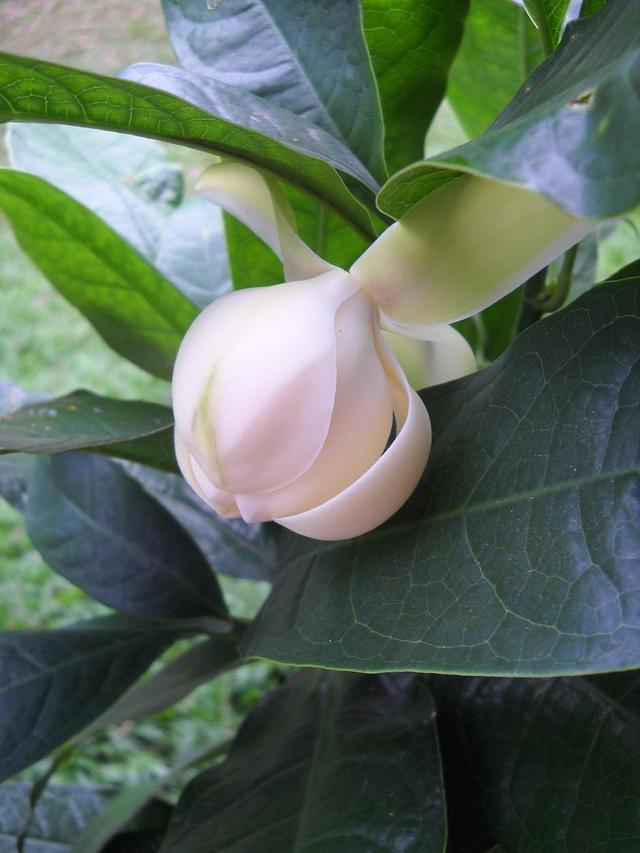 Large_dscn6558