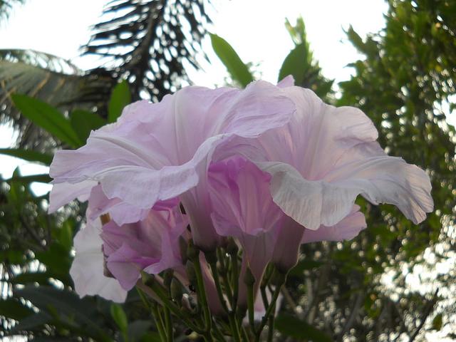 Large_dscn6630