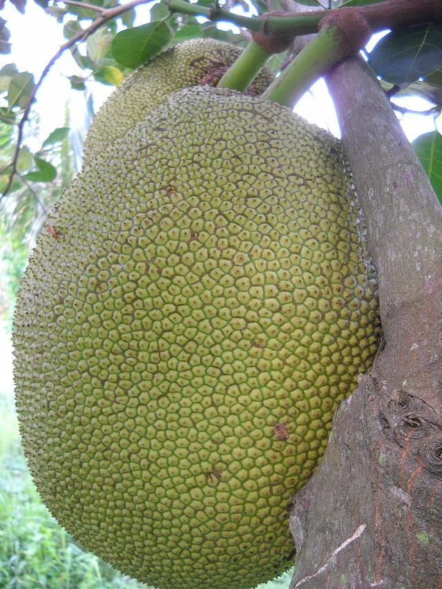 Large_tm567