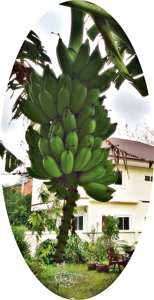 Large_bigbunchbanana