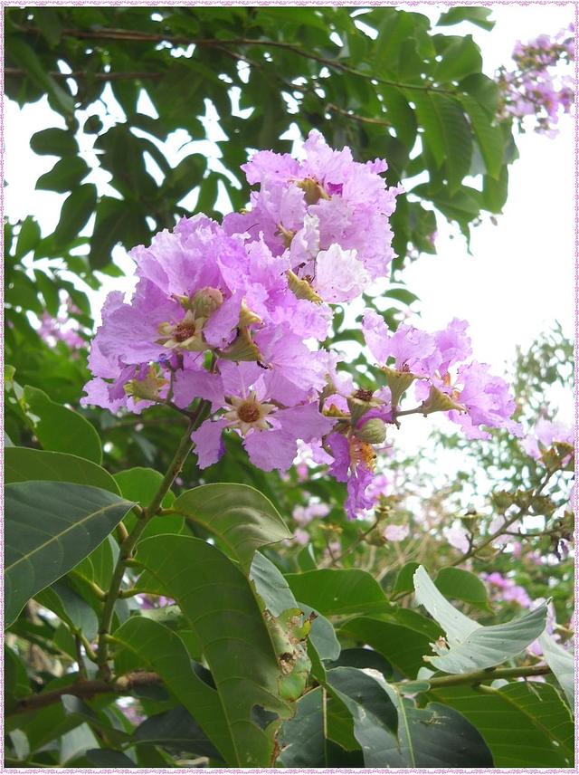 Large_fw487