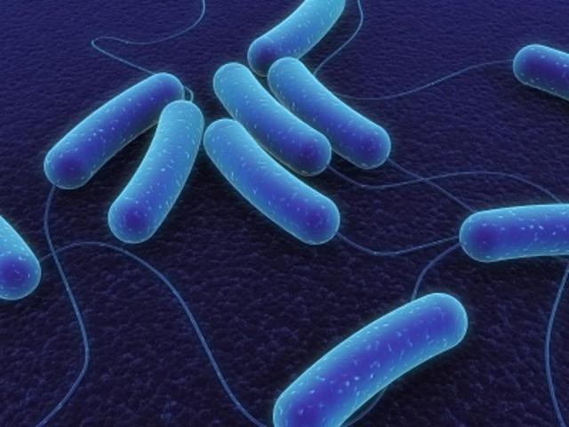 Large_e-coli