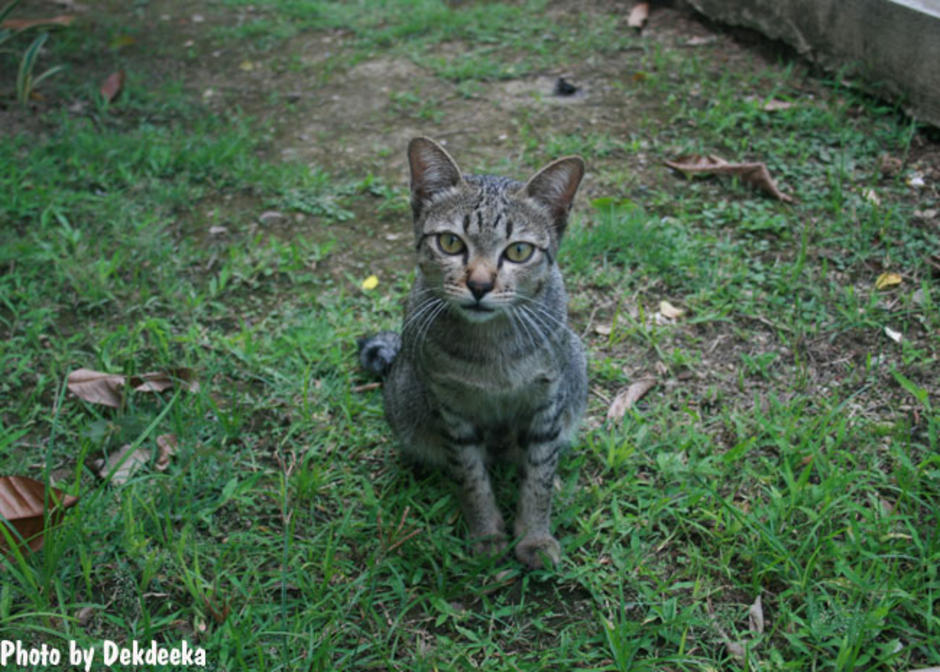 cat