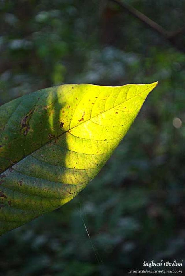 Large_watu-mongevening_03