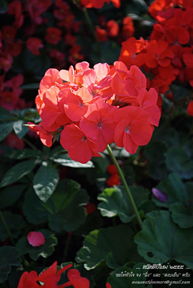 Large_cmmiracleflora2011_2_01
