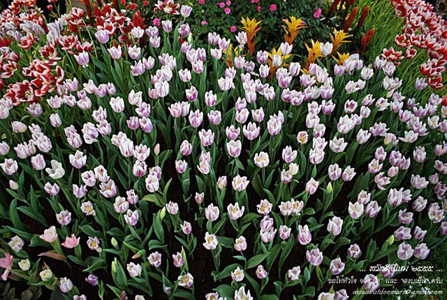 Large_cmmiracleflora2011_2_03