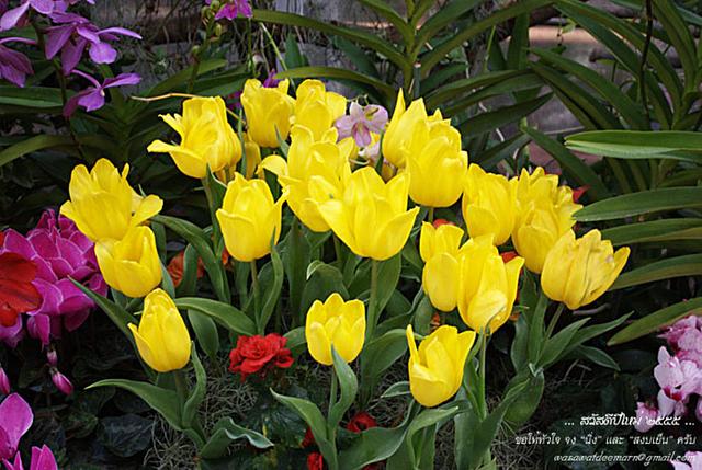 Large_cmmiracleflora2011_2_06
