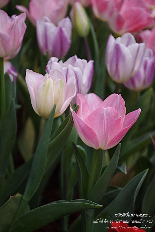 Large_cmmiracleflora2011_2_10