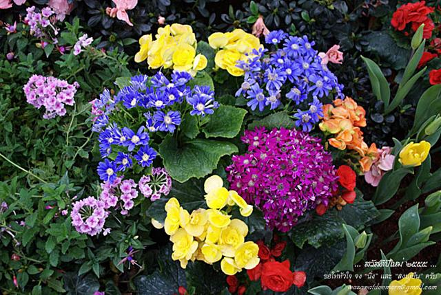 Large_cmmiracleflora2011_2_12