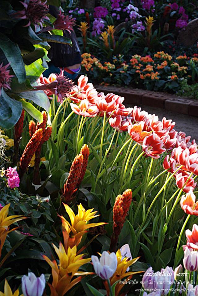 Large_cmmiracleflora2011_2_19