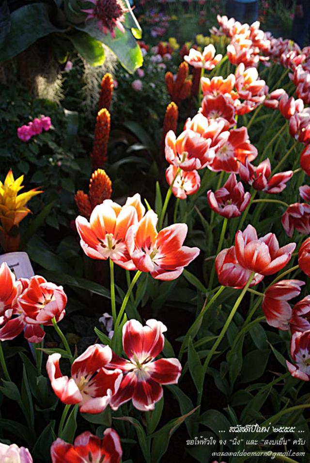 Large_cmmiracleflora2011_2_21