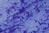 Small_smear40x