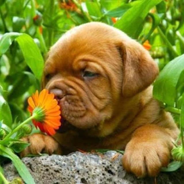 Large_dogsmell