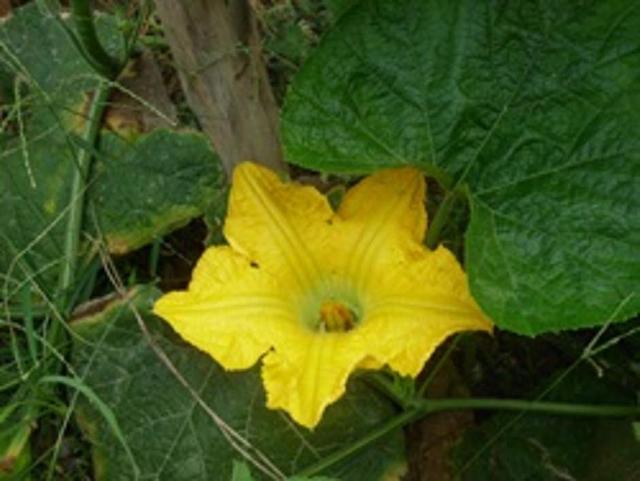 Large_sany0133