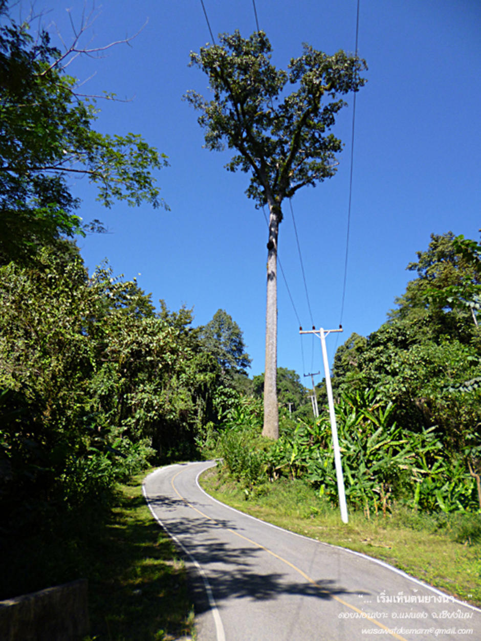 http://cdn.gotoknow.org/assets/media/files/000/857/009/original_RoadtoDoiMonNgao_09.jpg?1355073367