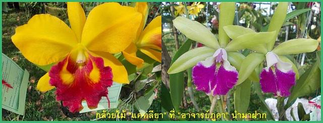 Large_orchidspk
