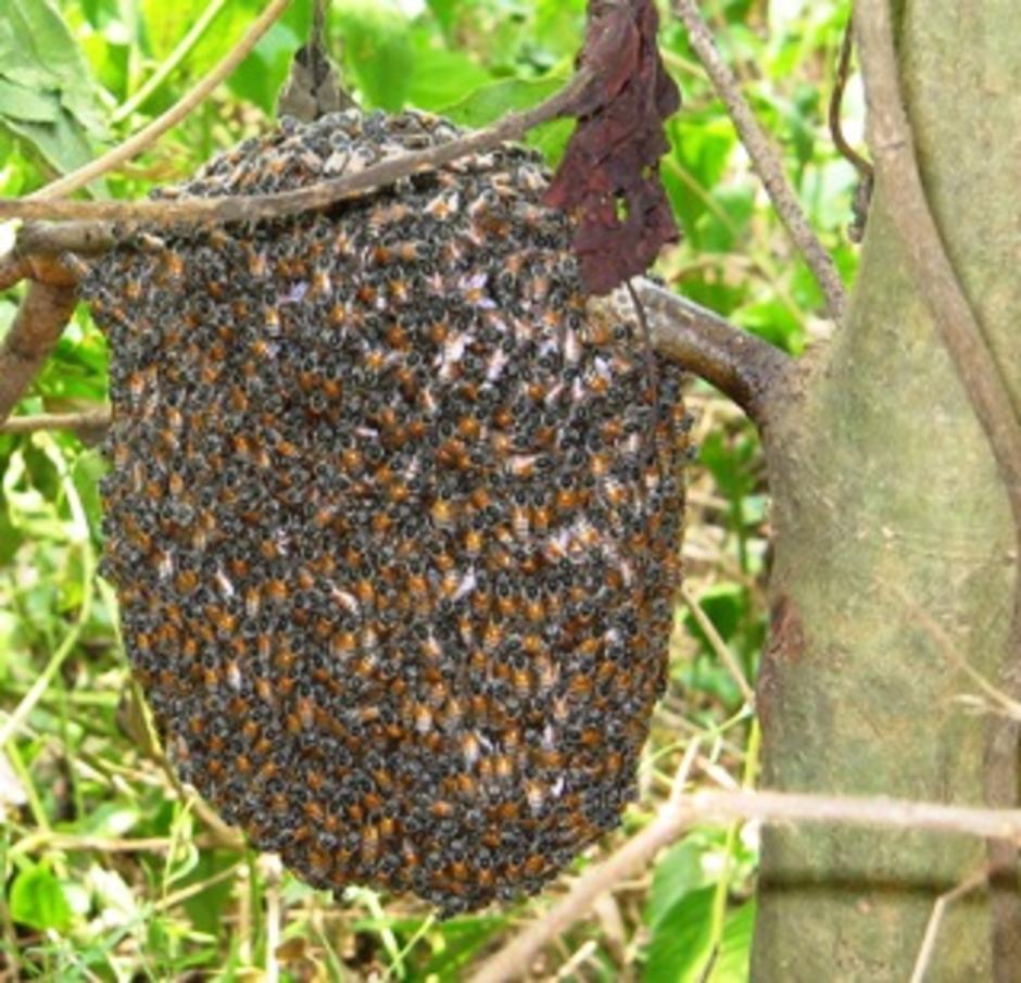 พฤติกรรมที่น่าจะเปลี่ยนไปเมื่อผึ้งมิ้มมาอยู่บ้านผึ้งพันธุ์ - Gotoknow