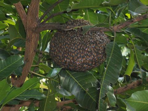 รังผึ้งมิ้ม ผลพลอยได้จากการปลูกผักปลอดสารพิษ - Gotoknow