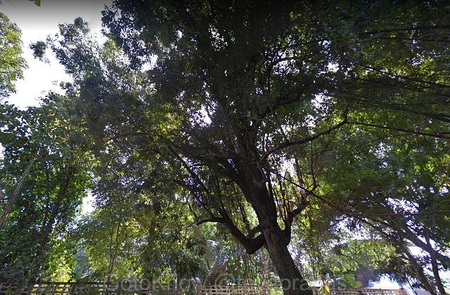 ต้นบุนนาคใหญ่ ถ่ายจากรถกูเกิ้ล เมื่อครั้งยังต้นใหญ่ใบดก